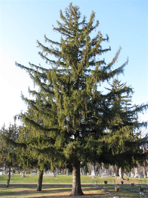how big are norway spruce cones